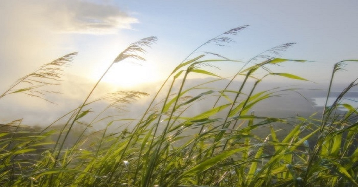 Strong wind is expected in Samarkand today, rain is possible in some areas