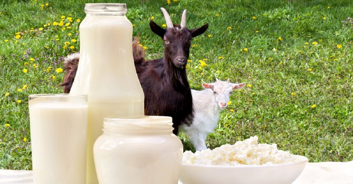 Does breeding Sersut goats on pastures affect their reproduction?