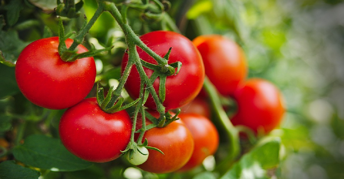 Protecting tomatoes from pests ...