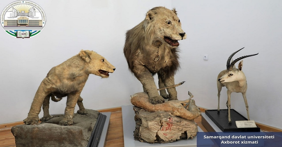 Do you know the exhibit of Asiatic lions kept at Samarkand State University?