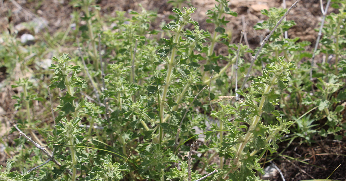 Rare natural history: what kind of plant Lagochilus?