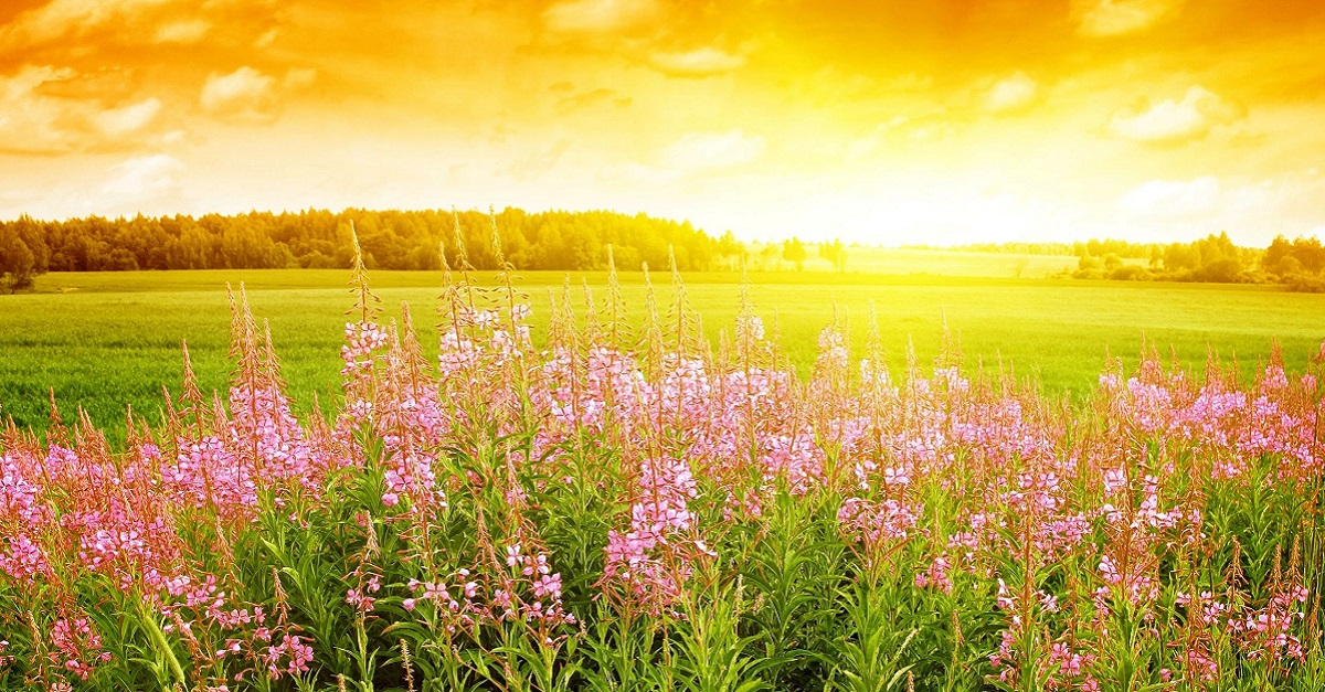 What weather is expected in Samarkand today, July 25?