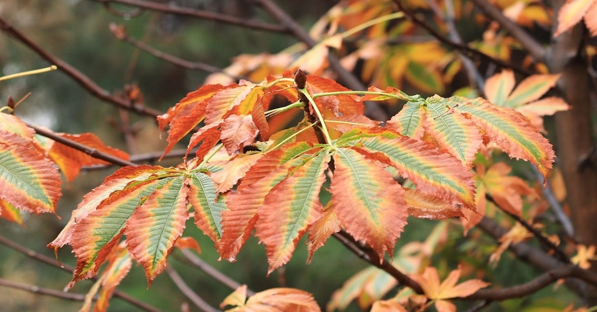 Today, November 8, occasional rain is expected in Samarkand