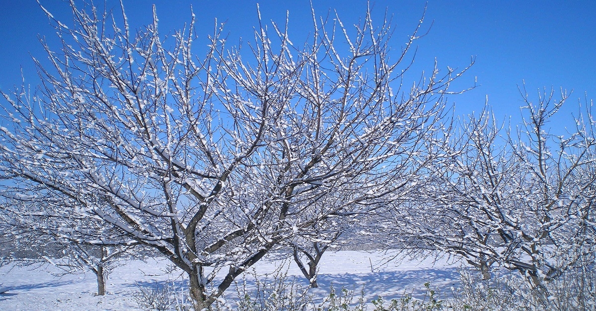 Are hearth trees hardy? How to protect them from the cold?